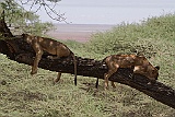 A sight rare to see, Lake Manyara